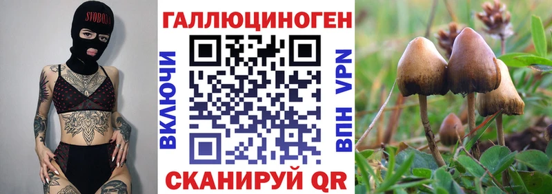 Псилоцибиновые грибы Psilocybe Кировск
